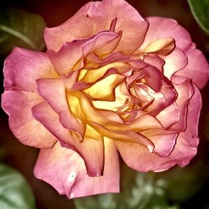 Meet your Posher, Sandy